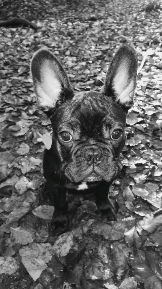 Hundetreffen-Spiel und Lauffreund-Profilbild