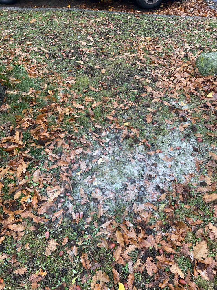 Giftköder-Weißes Pulver!!!-Profilbild