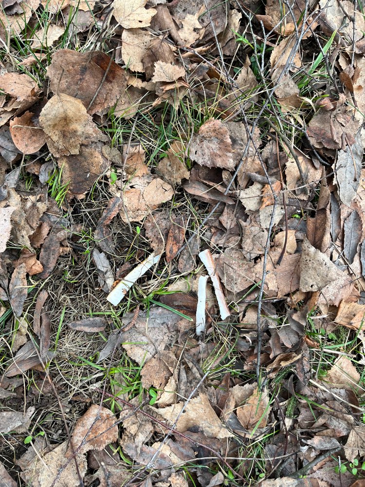 Giftköder-Könnten Giftköder sein!-Profilbild