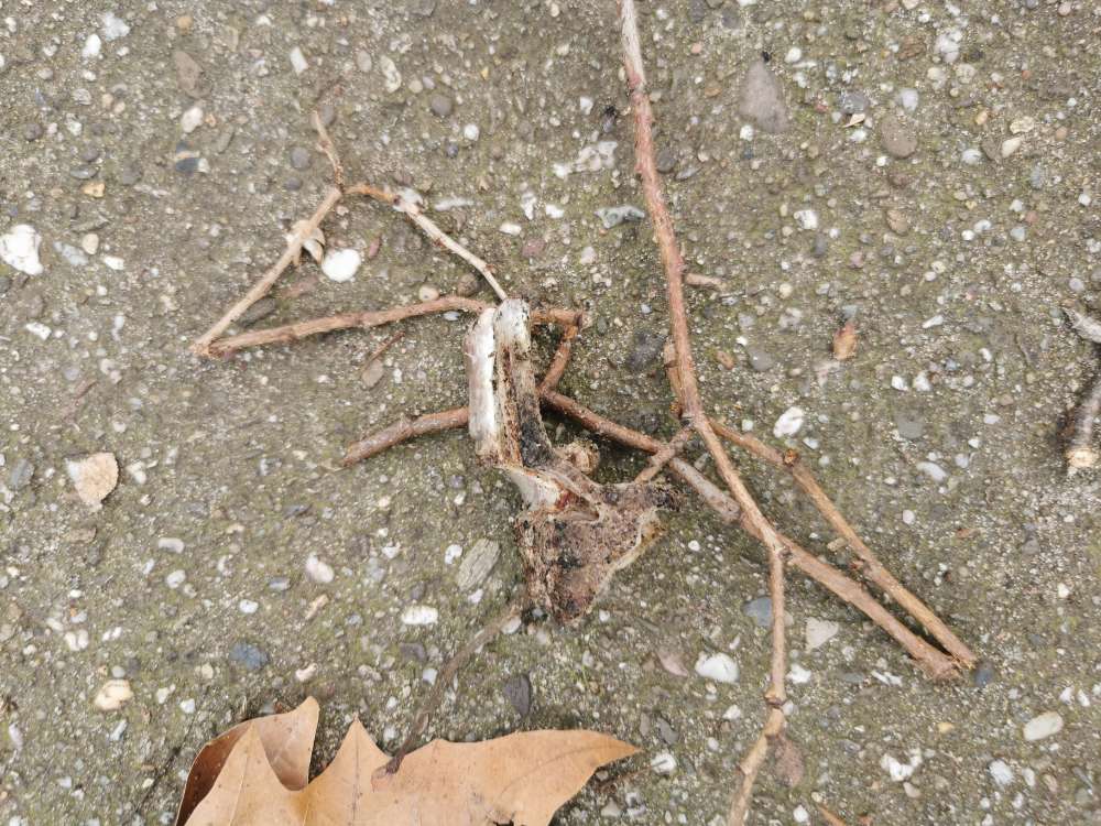 Giftköder-Stielkotelettknochen-Profilbild