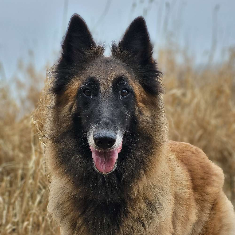 Hundetreffen-Gassipartner/Trainingspartner-Profilbild
