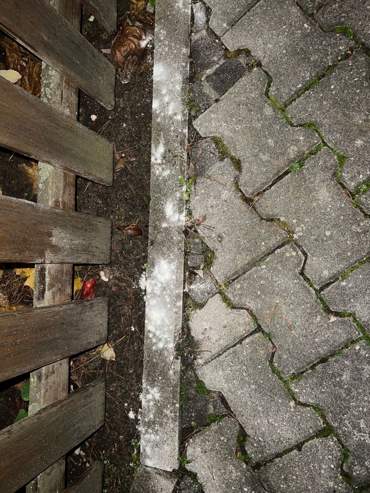 Giftköder-Weißes Pulver-Profilbild