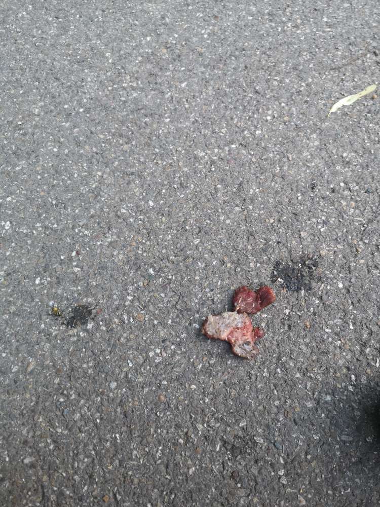 Giftköder-Verdächtige Fleischstücke und Futterdose-Profilbild