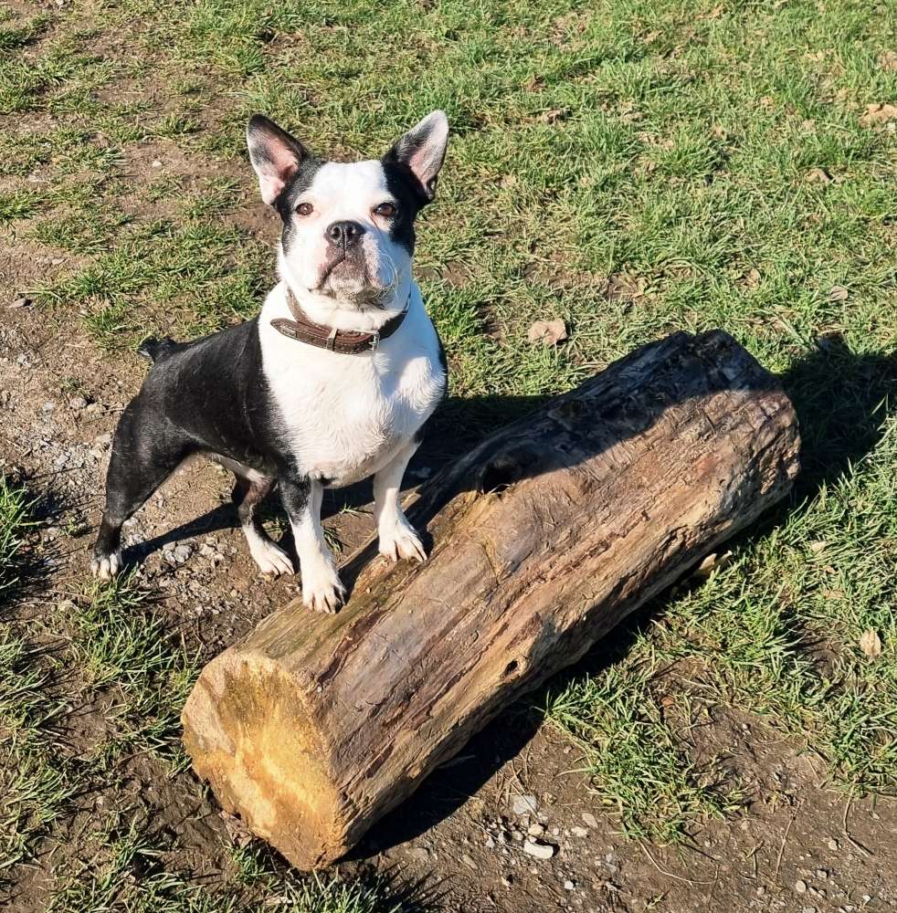 Hundetreffen-Bulldogge sucht Bulldogge-Profilbild