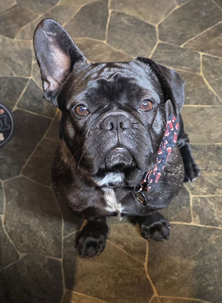 Hundetreffen-Loki sucht Freunde zum Spazieren, Spielen, Lernen-Profilbild