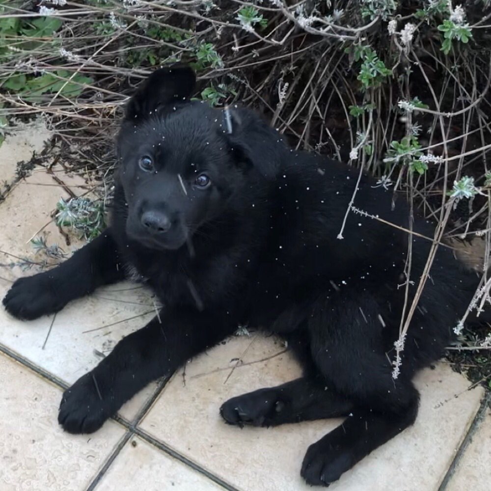 Hundetreffen-Spiel- und Gassitreffen für Welpen-Profilbild