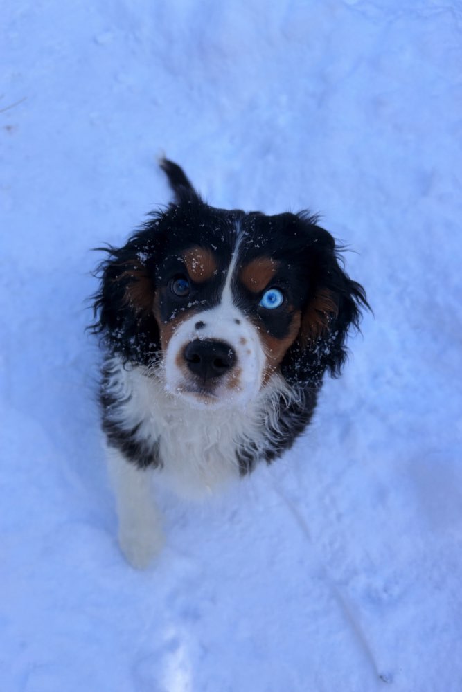 Hundetreffen-Gassirunde-Profilbild