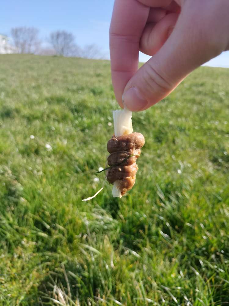 Giftköder-Evtl Giftköder-Profilbild