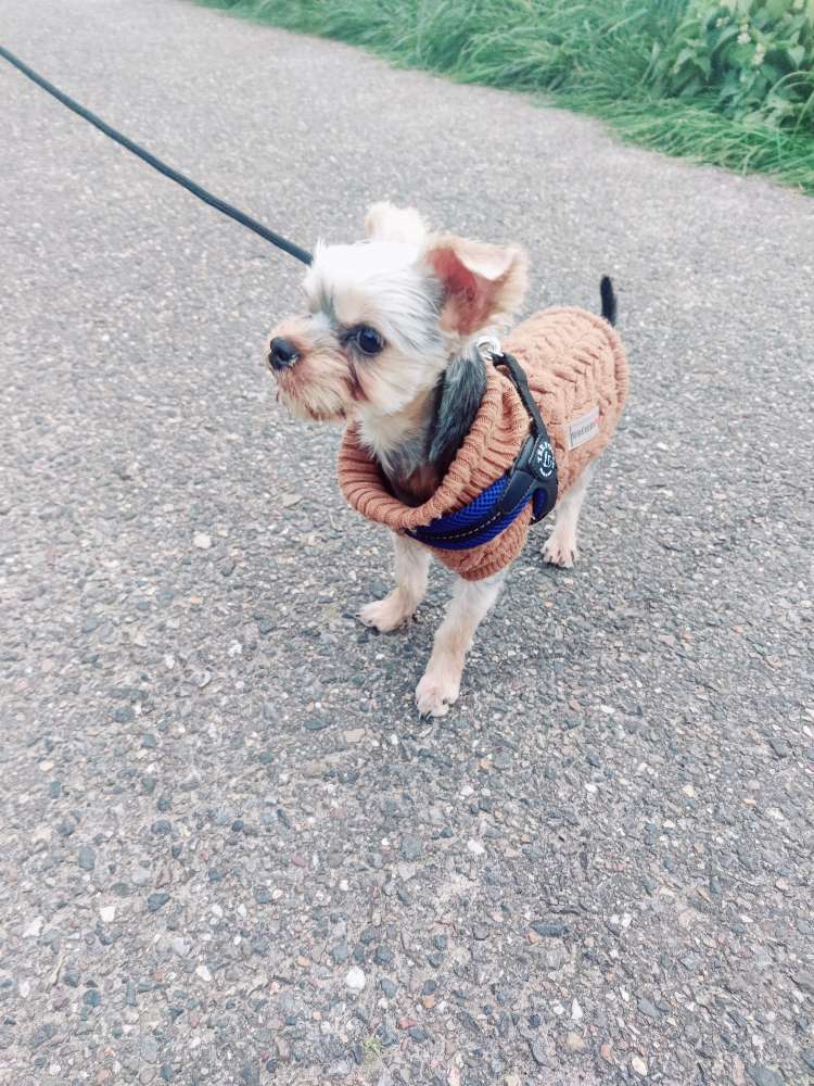 Hundetreffen-Welpentreff/Junghund treff-Profilbild