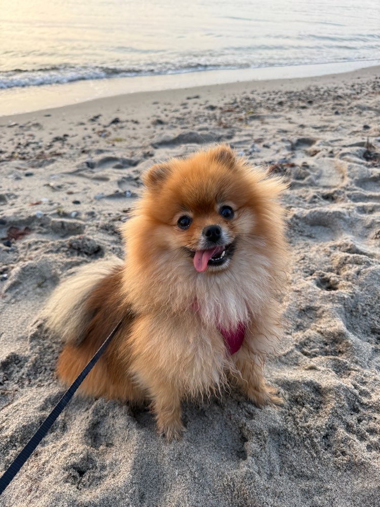 Hundetreffen-Spielrunde 🐶🤎-Profilbild
