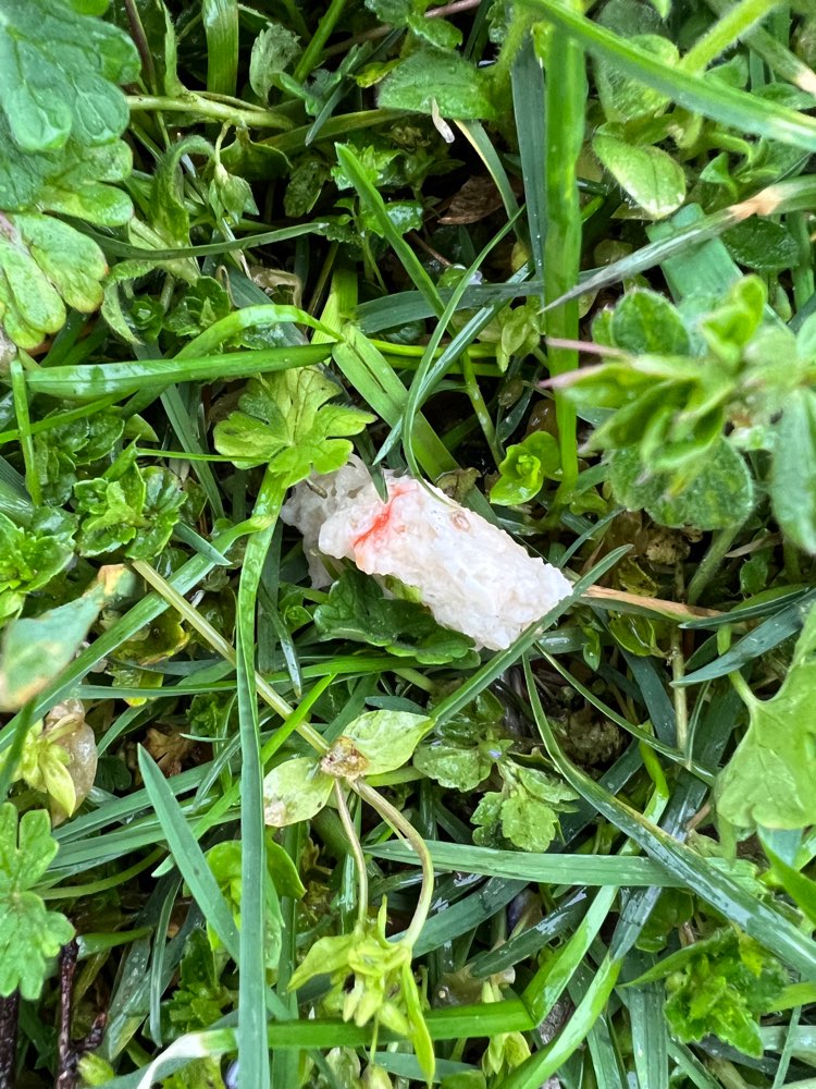 Giftköder-Vermutlich Giftköder in Magstadt-Profilbild