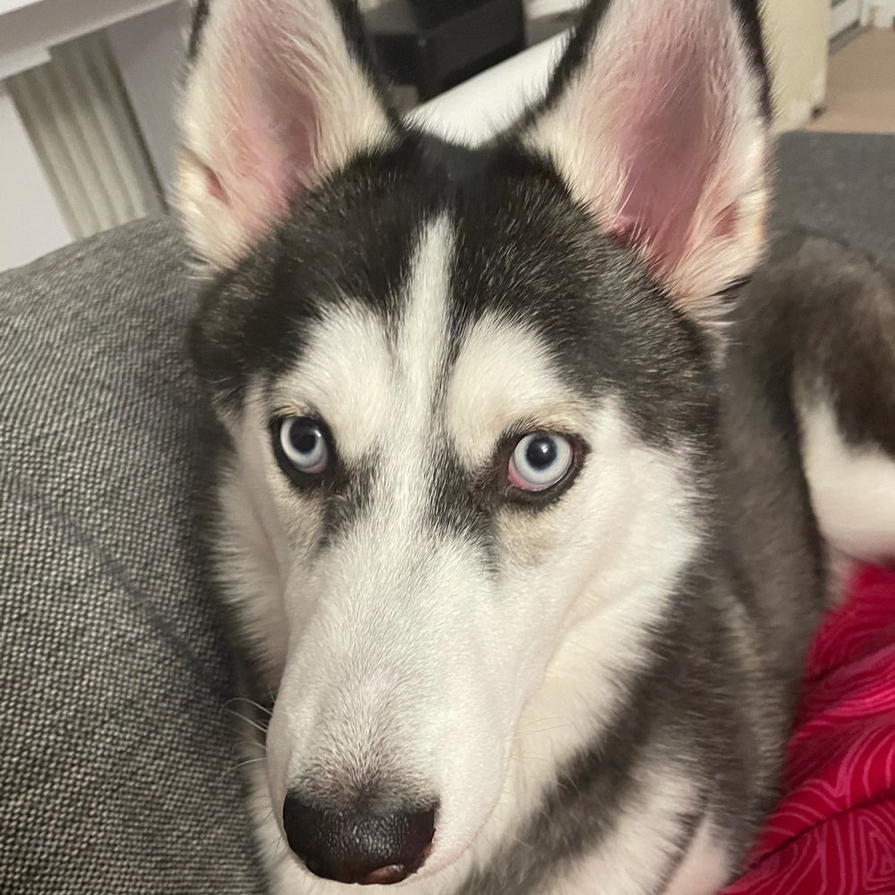 Hundetreffen-Spielrunde-Profilbild