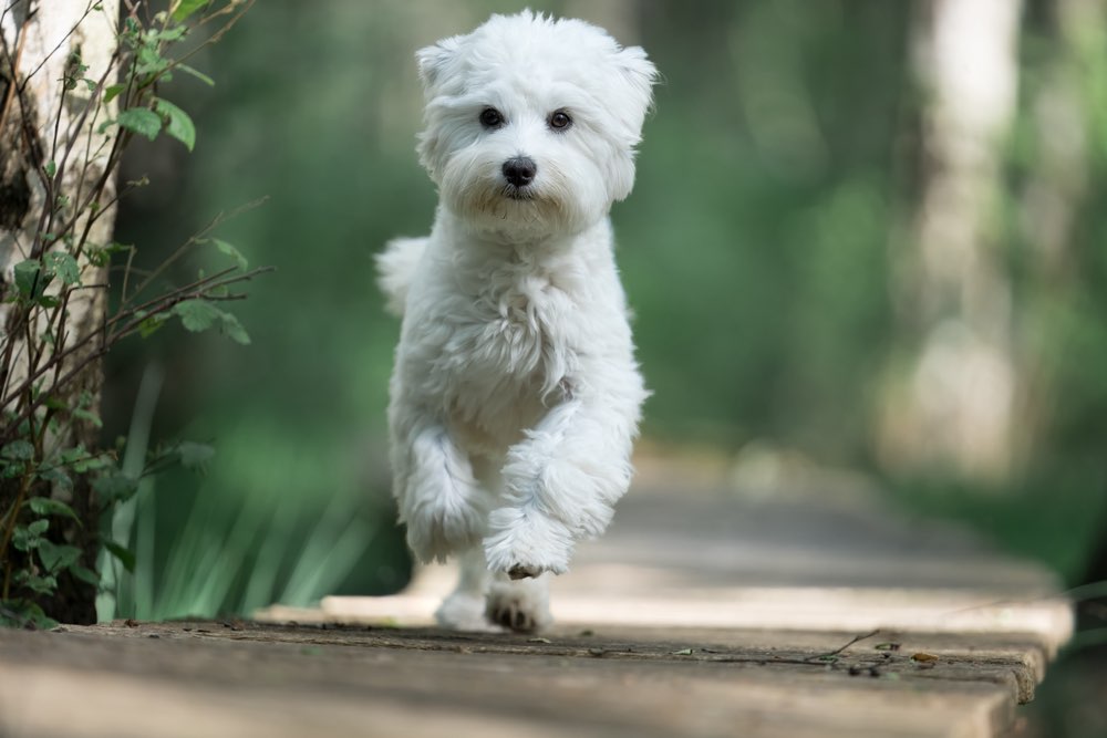 Hundetreffen-Kleine Fellnase sucht Freunde zum spielen und spazieren gehen☺️-Profilbild