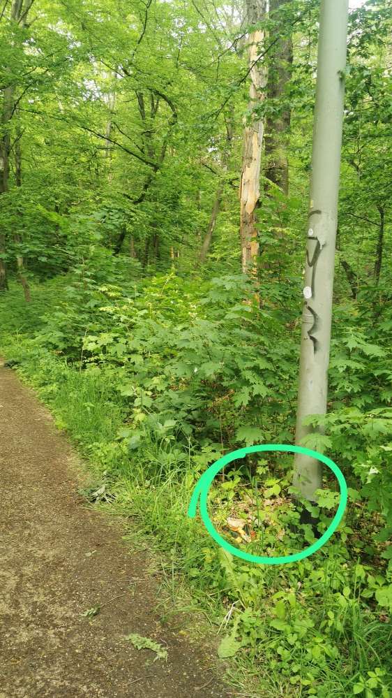 Giftköder-Hasenohren und Äpfel ausgelegt.-Profilbild