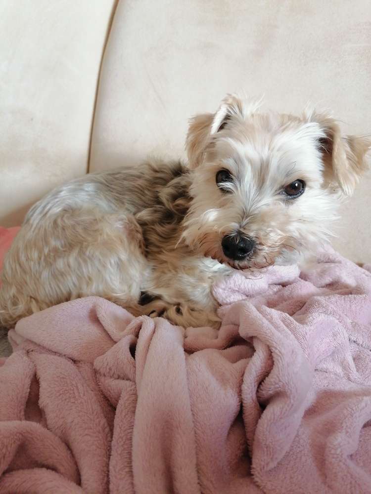 Hundetreffen-Kleiner Hund sucht Spielkameraden-Profilbild