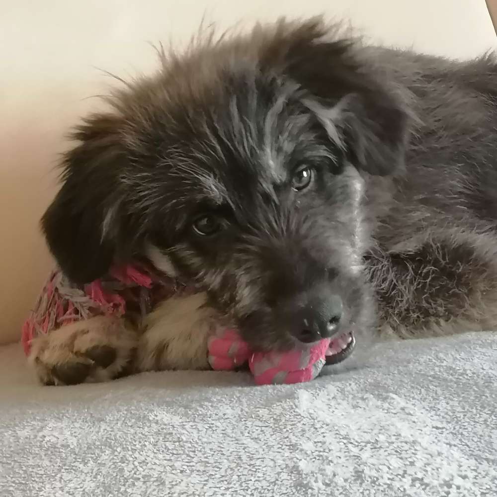 Hundetreffen-Welpe sucht soziale Kontakte-Profilbild