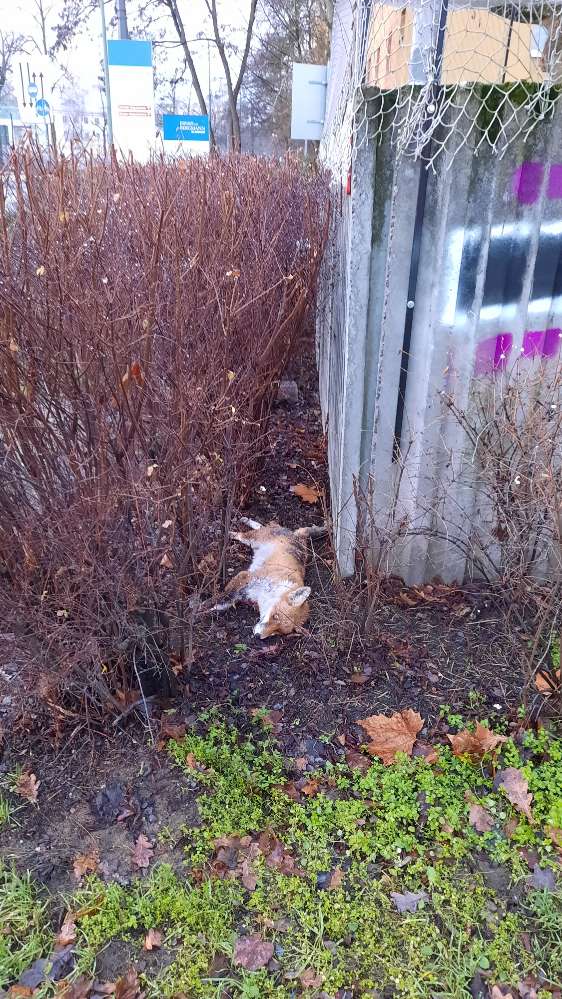 Giftköder-Toter Fuchs-Profilbild