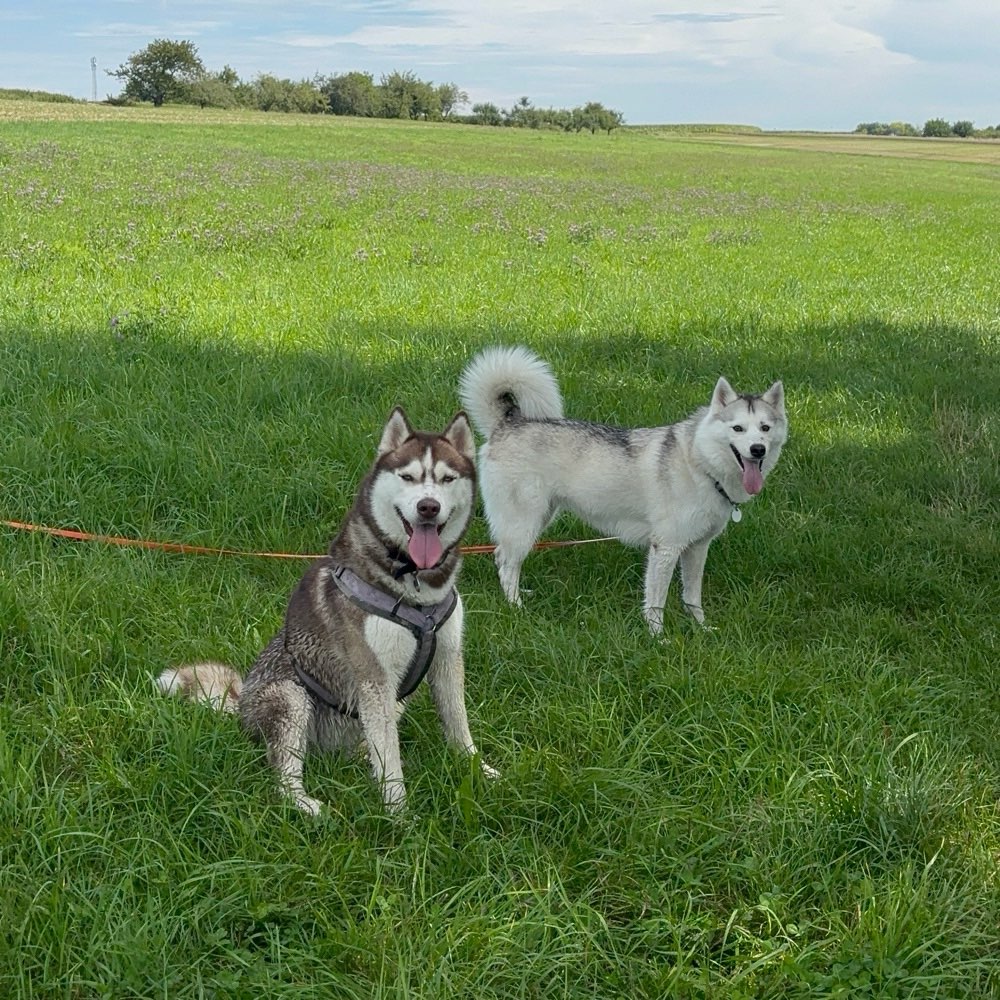Hundetreffen-Gemeinsames Spazieren / Spielpartner gesucht 😊-Profilbild