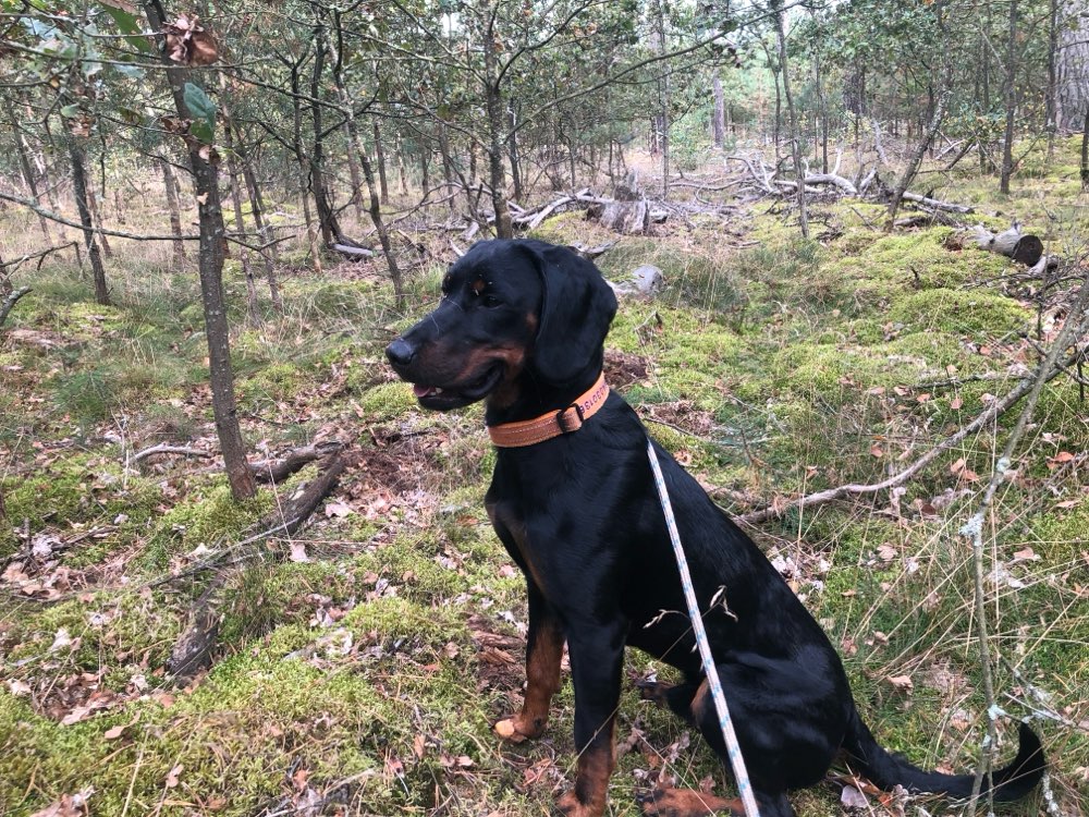 Hundetreffen-Südliche Innenstadt-Profilbild