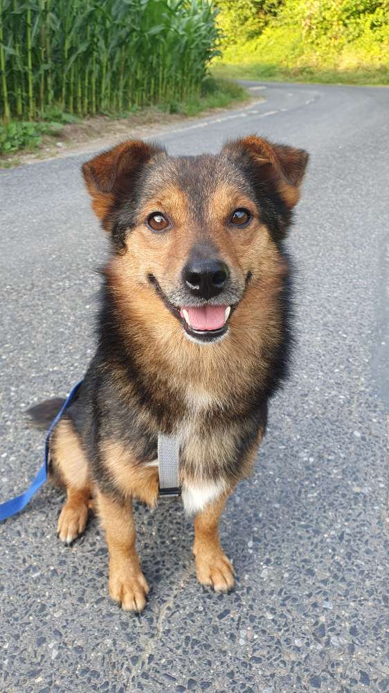 Hundetreffen-Golden Retriever Kumpel*ine gesucht-Profilbild