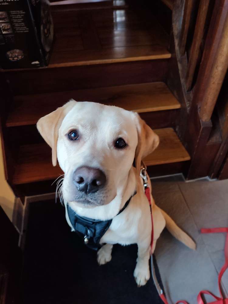 Hundetreffen-Spazieren und spielen-Profilbild