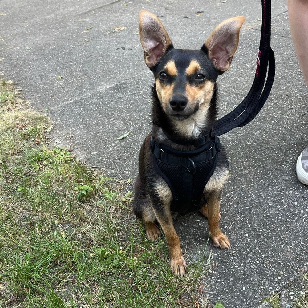 Hundetreffen-Hundebegegnung für Junghündin-Profilbild