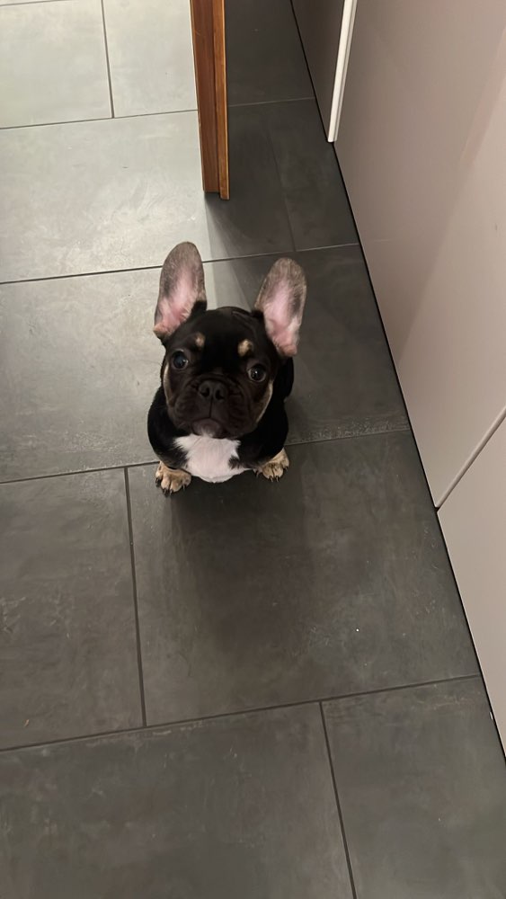 Hundetreffen-Welpentreffen (französische Bulldogge) in Köln-Profilbild