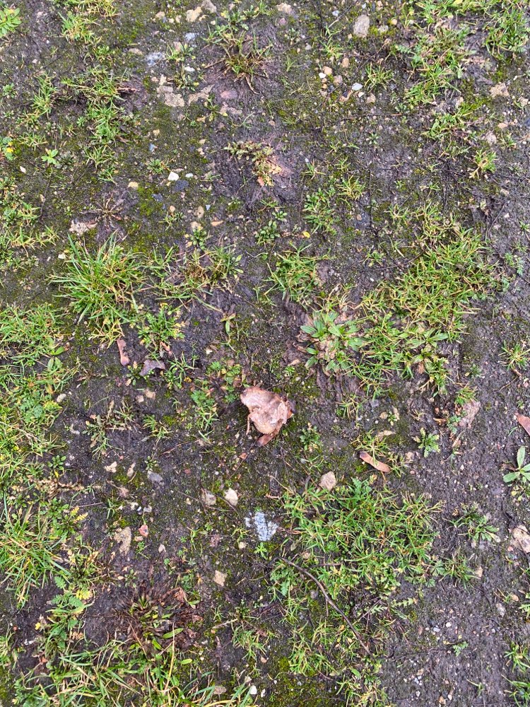 Giftköder-Komisches Fleisch und Knochenstücke-Profilbild