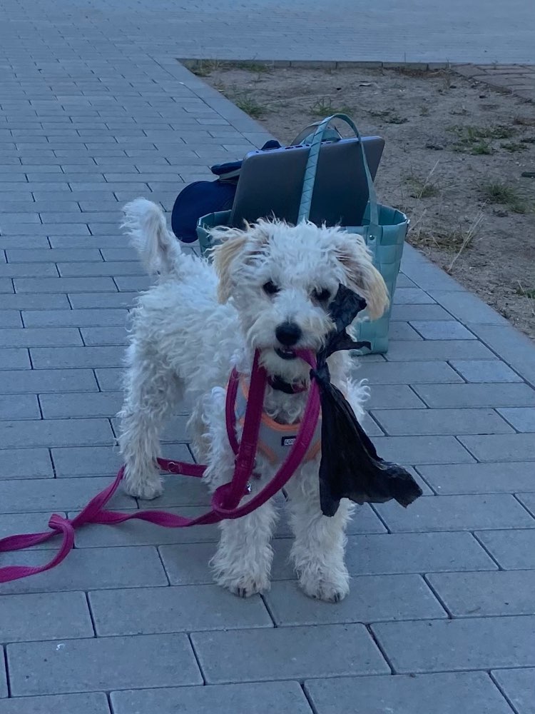 Hundetreffen-Lilly sucht einen Freund zum toben 😊-Profilbild