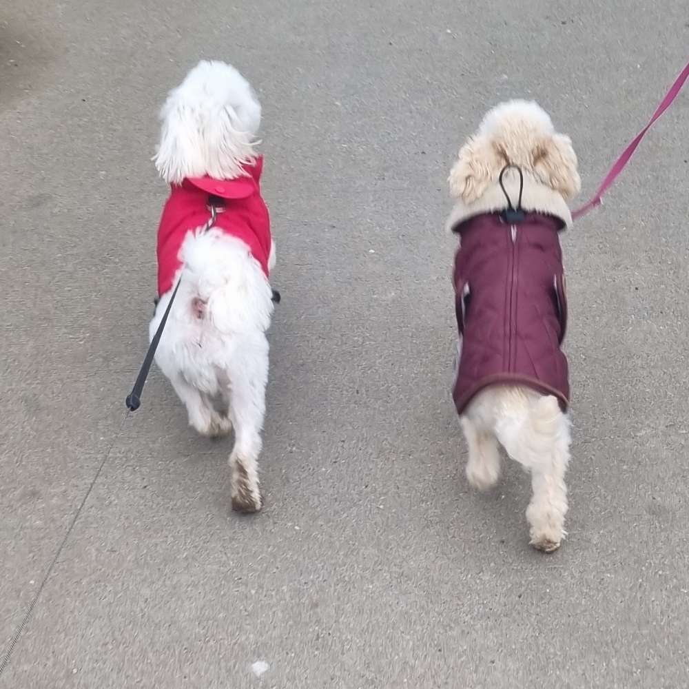 Hundetreffen-Kleine Hunde - Hundetreff/Spielstunde-Profilbild