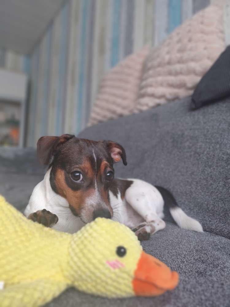 Hundetreffen-Hundekumpel gesucht-Profilbild