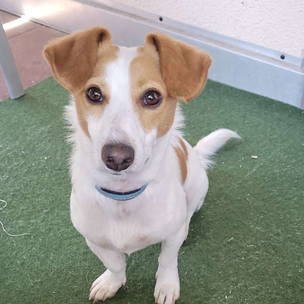 Hundetreffen-Neuhof und Umgebung-Profilbild