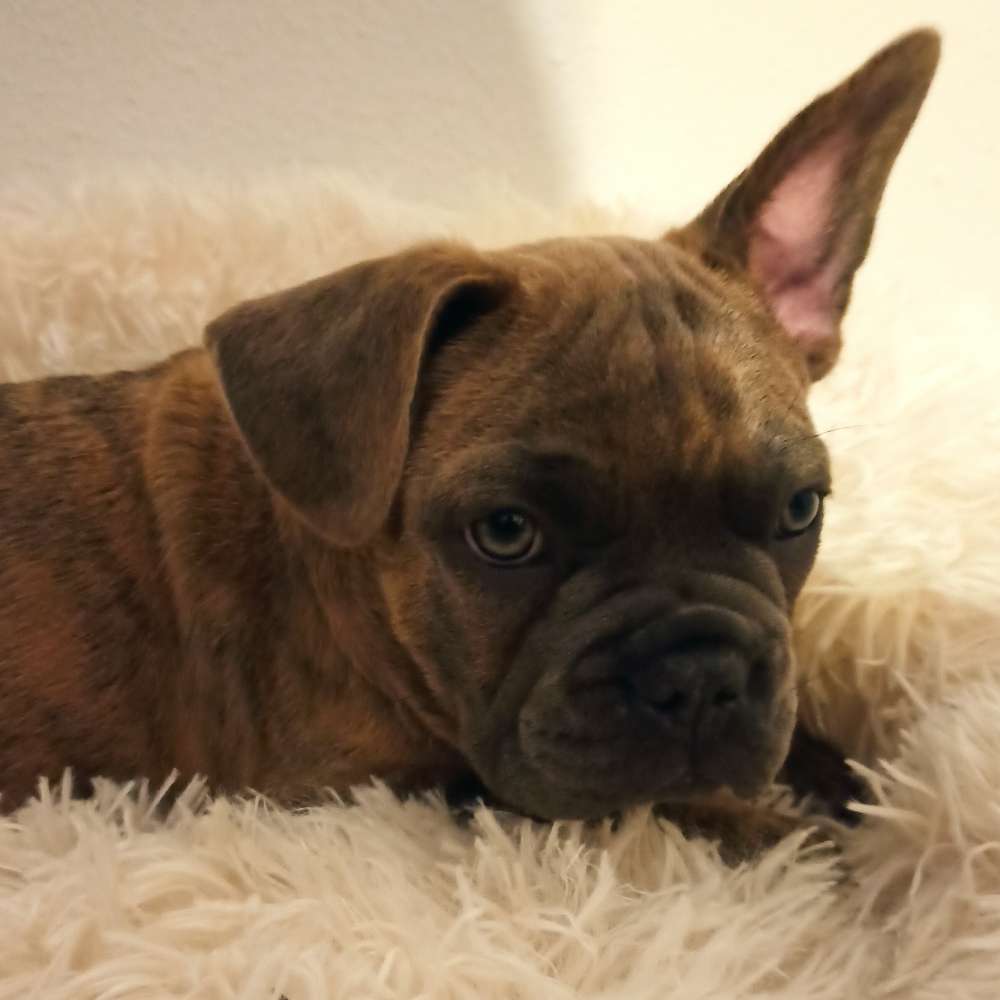 Hundetreffen-Welpentreffen in Kempten-Profilbild