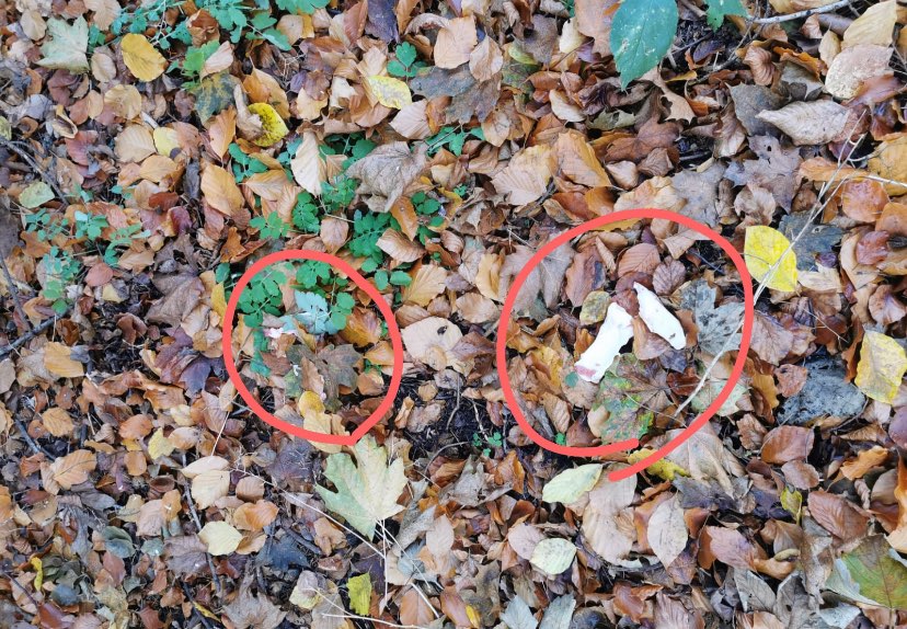 Giftköder-Rohes Fleisch liegt verteilt!-Profilbild