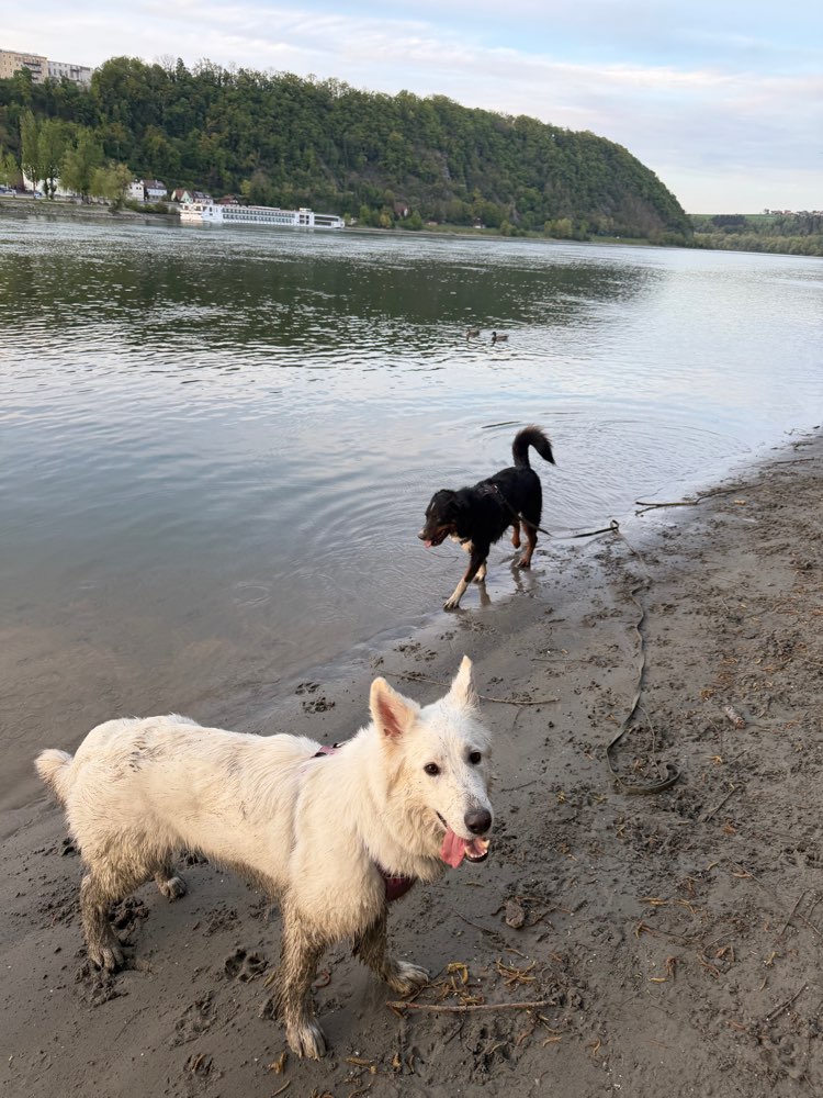 Hundetreffen-Spiel & Spaß (große Hunde)-Profilbild