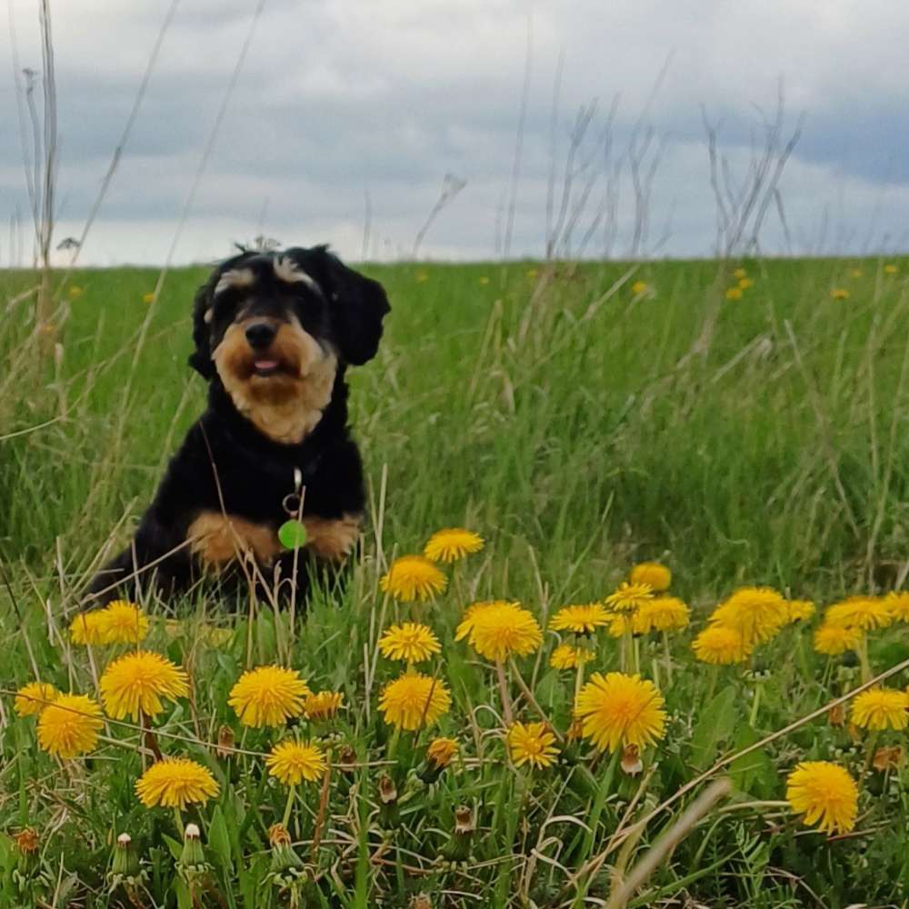 Hundetreffen-Spielen/ Gassigehen-Profilbild