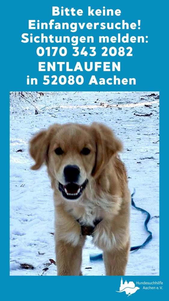 Suchmeldung-Shorty-Profilbild