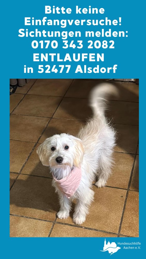 Suchmeldung-Luna-Profilbild