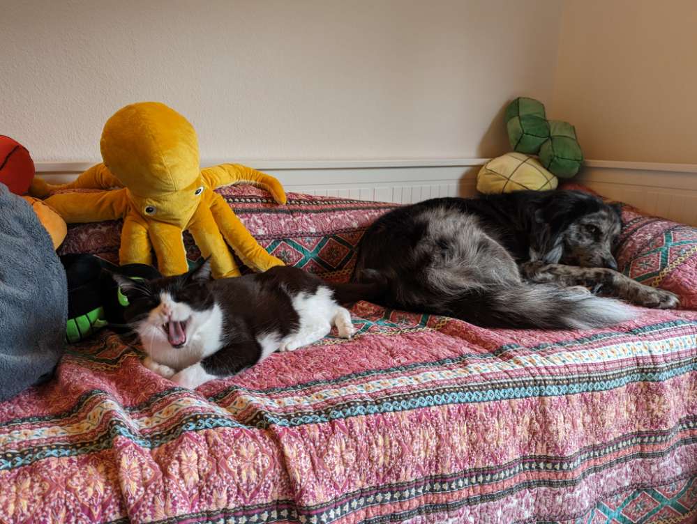 Hundetreffen-Gassi Freunde ohne Hundekontakt gesucht-Profilbild