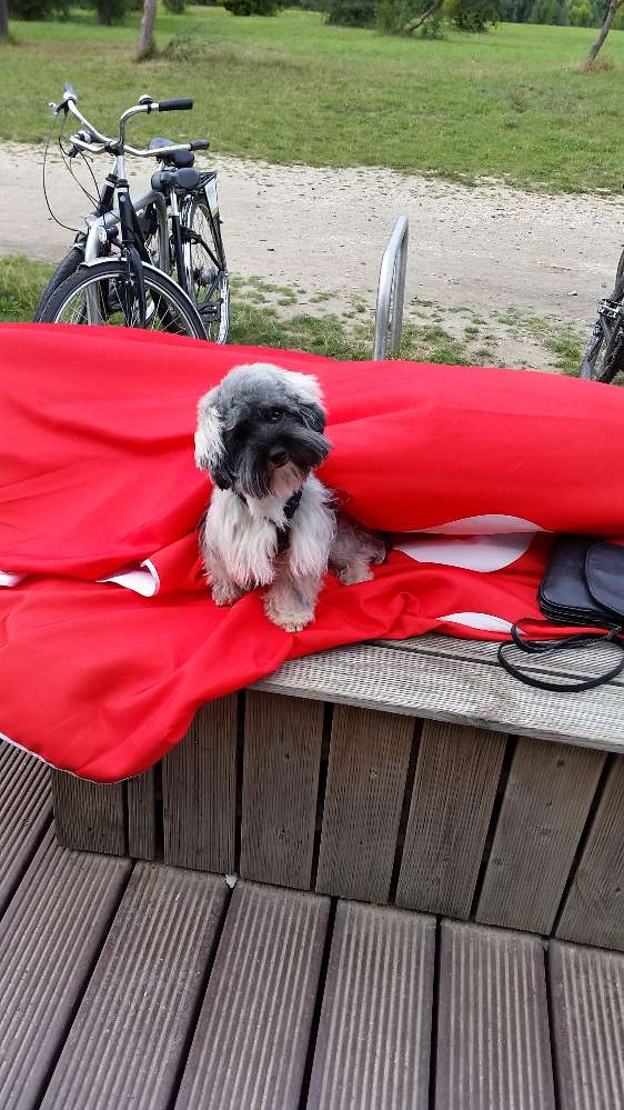 Hundetreffen-Treffen am Cospudener See, Wildpark Markkleeberg etc.-Profilbild