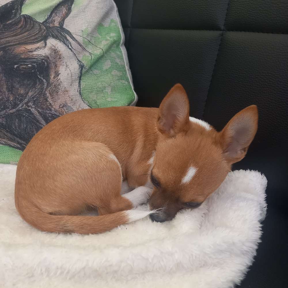 Hundetreffen-Begleitung zum Spaziergang-Profilbild