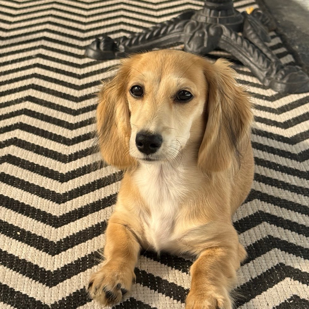 Hundetreffen-Zwergdackel Welpen für ein Social Meet-Up gesucht-Profilbild