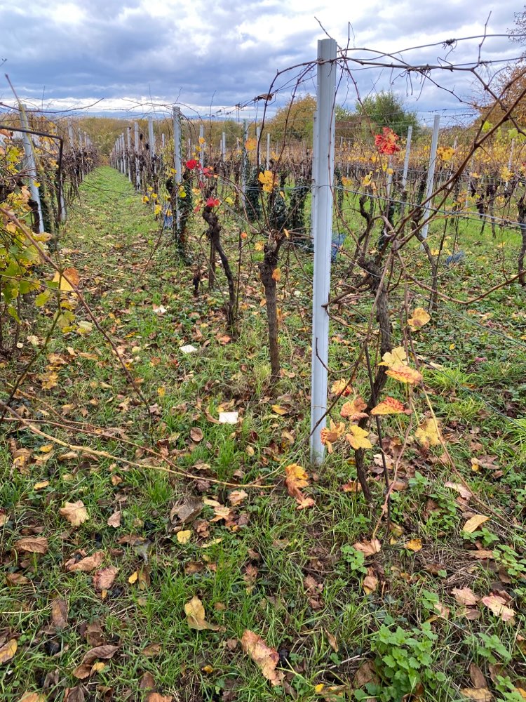 Giftköder-Ausgelegtes Toastbrot-Profilbild
