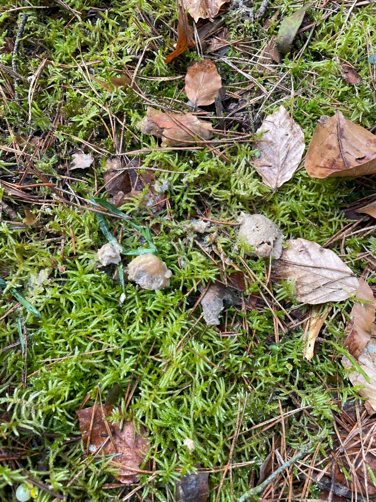 Giftköder-Evtl Giftköder-Profilbild