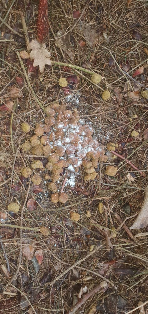 Giftköder-Giftköder am Feldweg-Profilbild