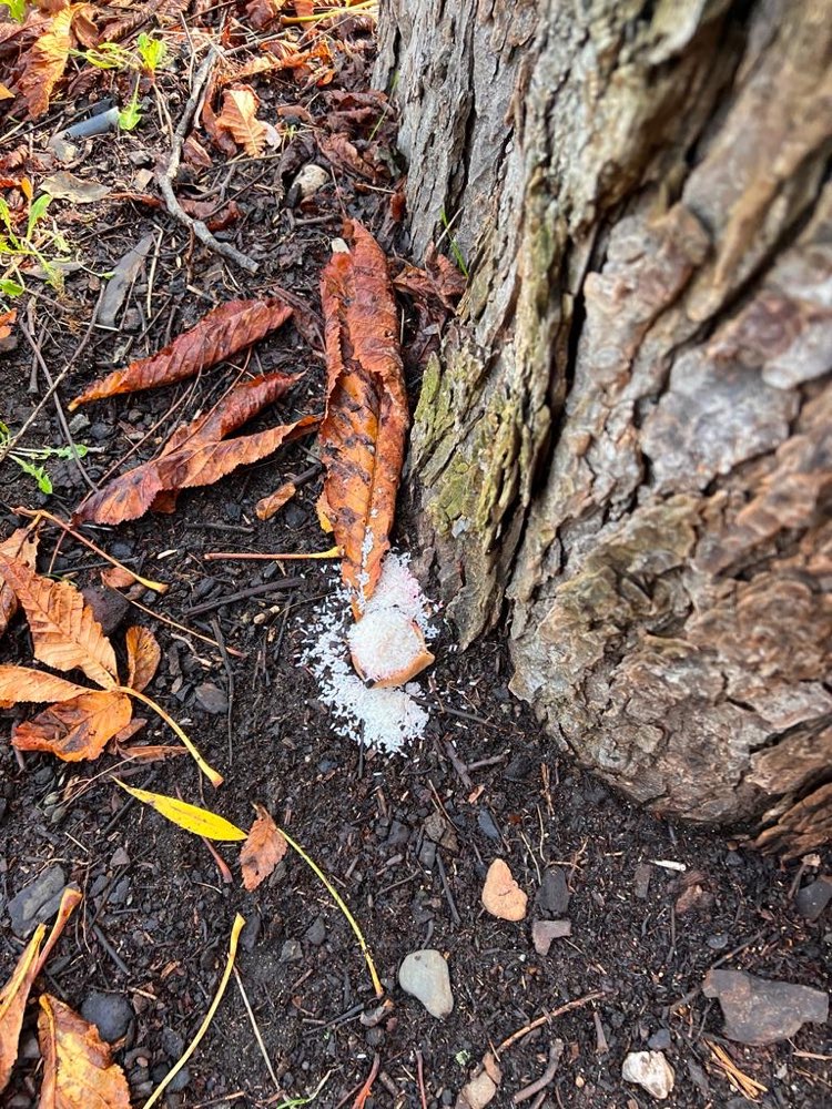 Giftköder-Vielleicht Giftköder-Profilbild