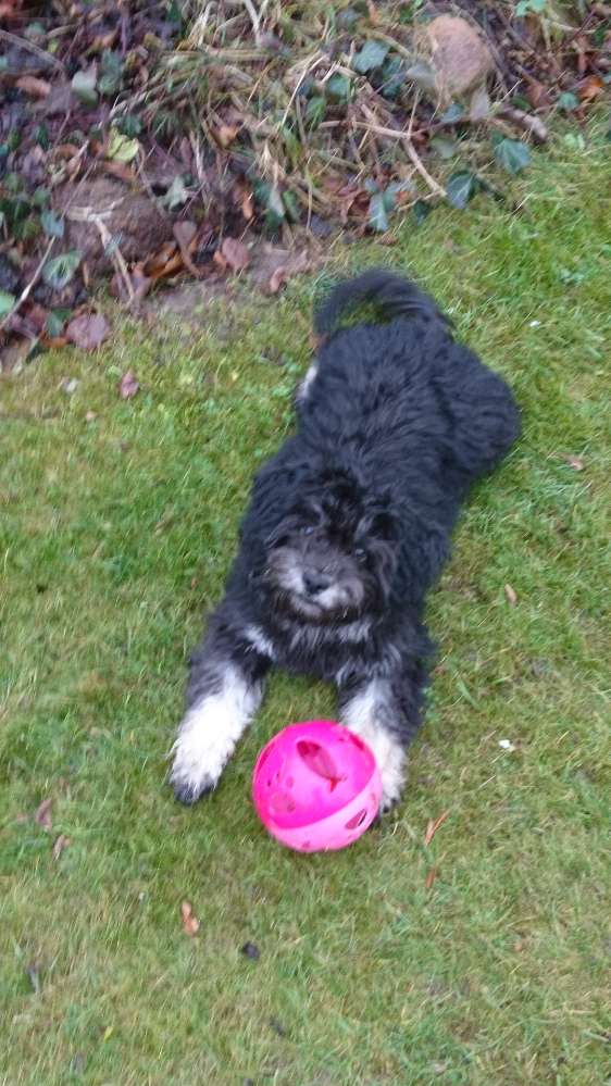 Hundetreffen-Spielpartner gesucht-Profilbild