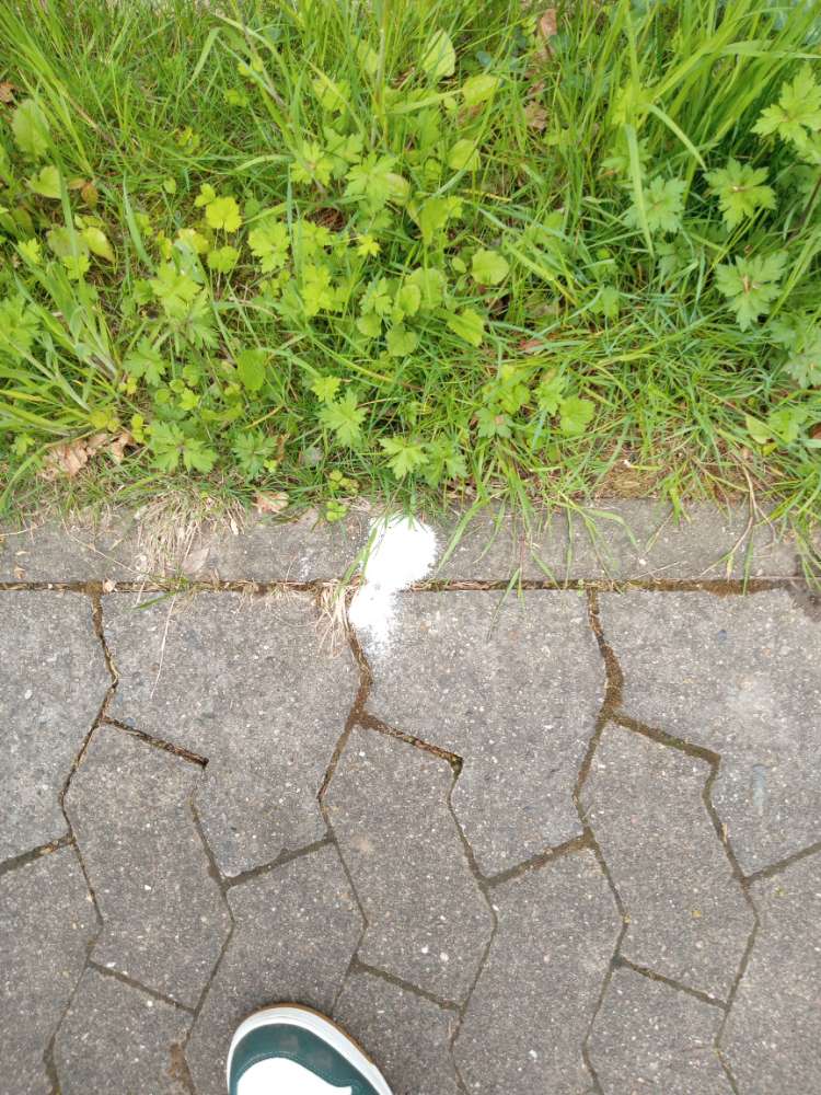 Giftköder-Weißes Pulver-Profilbild