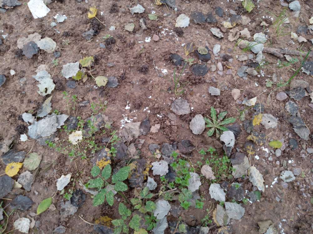 Giftköder-Weißes Pulver-Profilbild