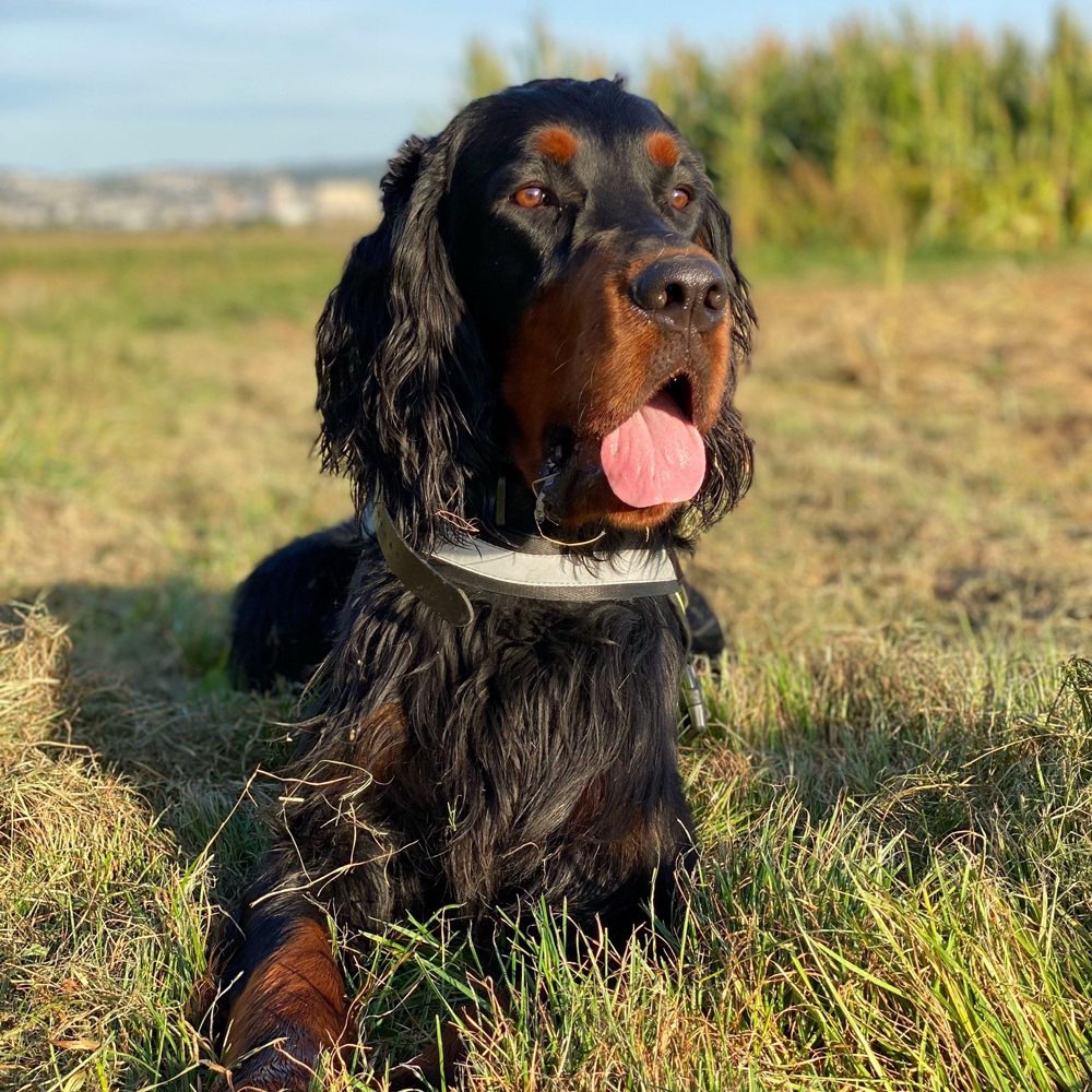 Suchmeldung-Jaxon-Profilbild